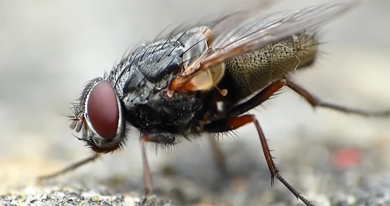 Как бороться с мухами?