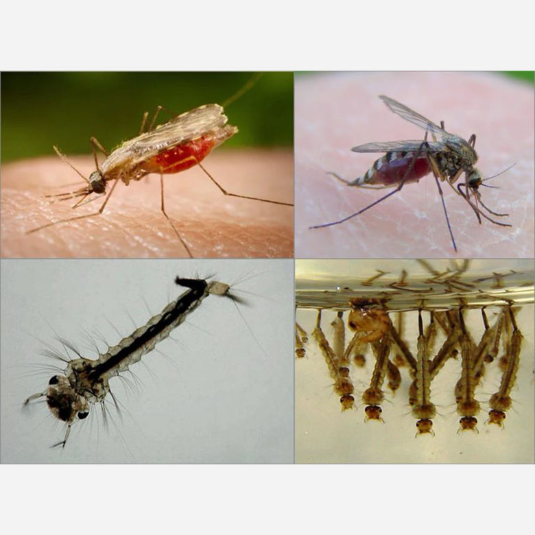 Особенности жизни комаров