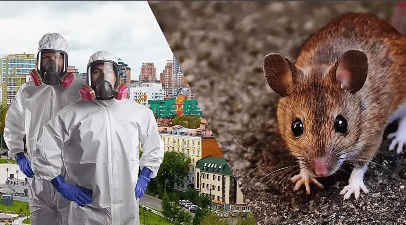 уничтожение крыс калининград