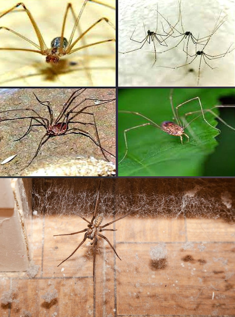 Какой вред наносят пауки и методы борьбы с ними