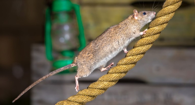 Как понять, что в доме находятся крысы и что с ними делать?