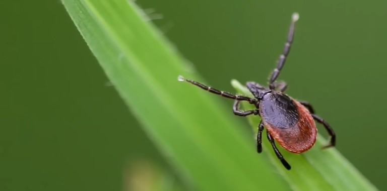 Что делать при укусах насекомых?