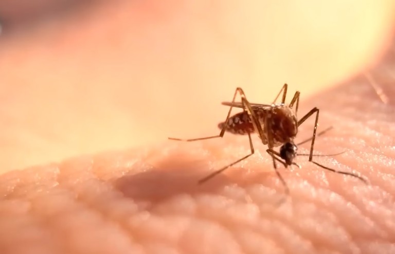 Возможно ли уничтожить комаров?