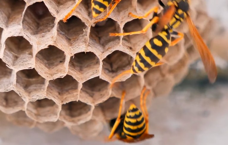 Как защититься от ос и пчел